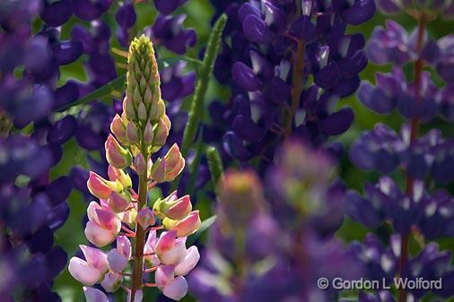 Backlit Lupin_49879.jpg - Photographed near Sault Ste. Marie, Ontario, Canada. 